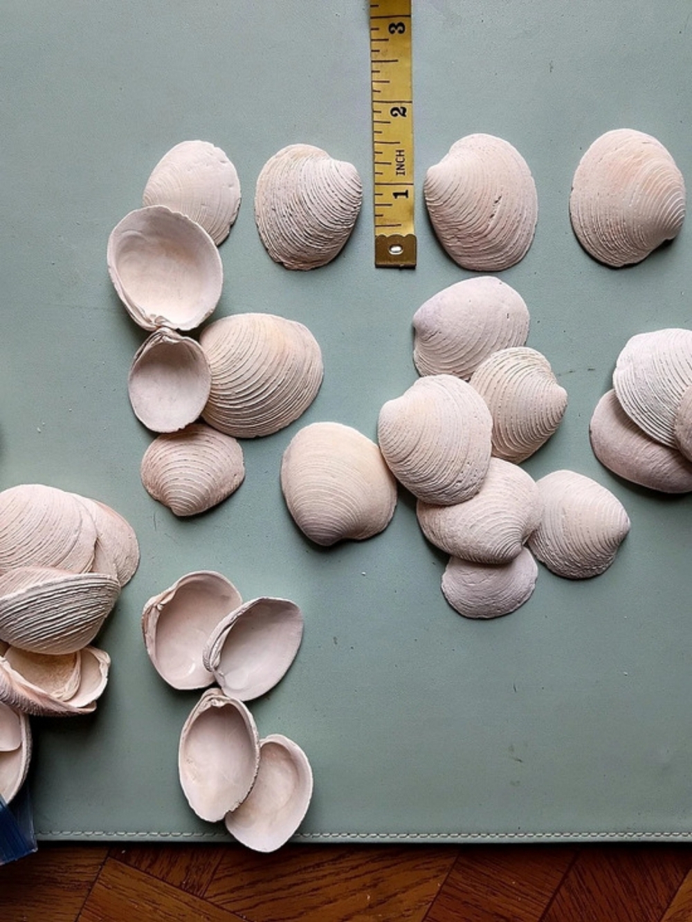 Quahog Clams-shells for crafting
